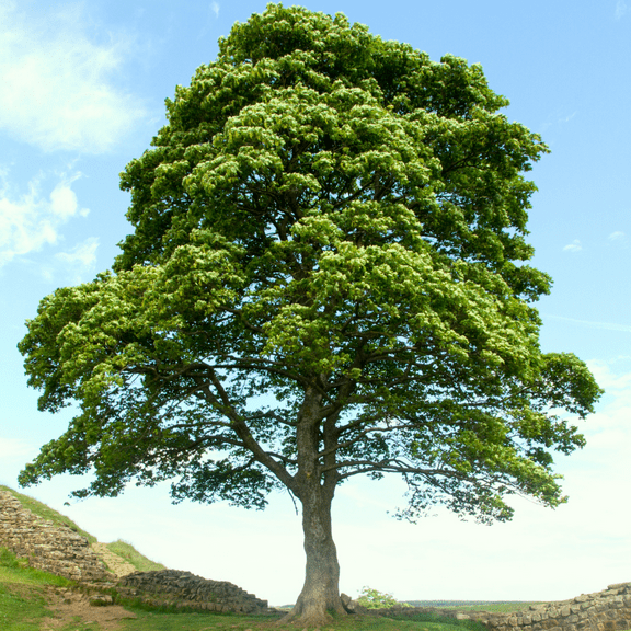 Dormant Yellow Sycamore Tree Live Plants, Hardy Platanus Plant in Quart Pot, 10-12 Inches Tall