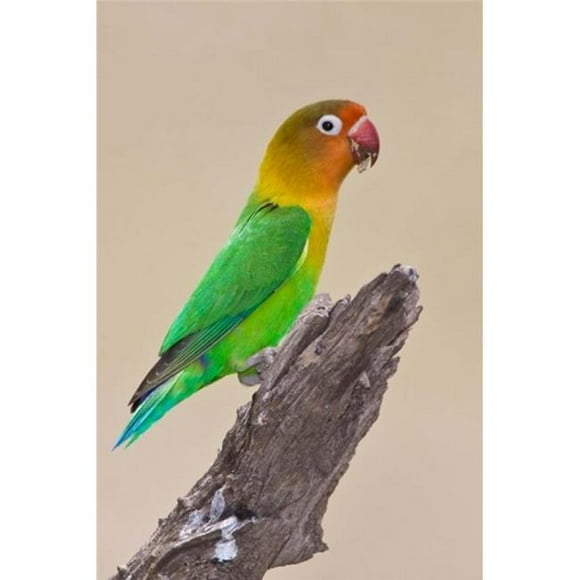 Danita Delimont PDDAF45RBE0352B Fischers Lovebird Tropical Bird Ndutu Tanzania Poster Print by Ralph H. Bendjebar, 11 x 17