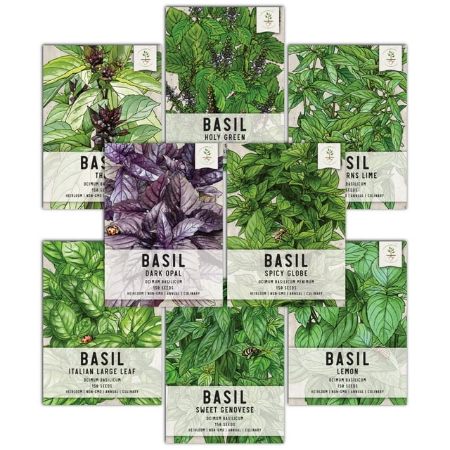 Seed Needs, culinary Basil Herb Seed Packet collection (8 Individual Basil Seed Varieties for Planting) Non-gMO Untreated