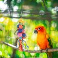 thumbnail image 3 of Shisuyan Parrot Chewing Toy Parrot Teething Toy Birds Teeth Grinding Plaything Parrot Biting Toy, 3 of 9