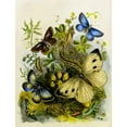 thumbnail image 2 of Henry Noel Humphreys 15x18 Gold Ornate Wood Frame and Double Matted Museum Art Print Titled - The Butterfly Vivarium or Insect Home Pl 2 (1858), 2 of 4
