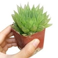 thumbnail image 4 of Haworthia Cooperi (4"+ Clay Pot) - Tiny, Lovely, Easy to Care Succulent for Beginners - Live Succulent for Home Office, 4 of 9