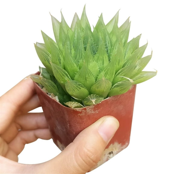 Haworthia Cooperi (2"  Plastic Pot) - Tiny, Lovely, Easy to Care Succulent for Beginners - Live Succulent for Home Office