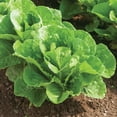 thumbnail image 6 of Sunutri Lettuce Seeds Variety Pack – 4 Heirloom Types: Iceberg, Buttercrunch, Romaine, Lollo Rosso – Non-GMO, 6 of 6