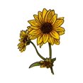 thumbnail image 1 of Prairie Sunflower, Icon (36x54 Giclee Gallery Art Print, Vivid Textured Wall Decor), 1 of 3