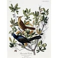 thumbnail image 2 of Audubon, John James 19x24 Black Ornate Wood Framed with Double Matting Museum Art Print Titled - Boat Tailed Grackle - Male and Female, 2 of 4