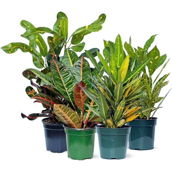 Live Combo 4 Croton Houseplants, Mammy, Petra, Gold Dust & Sunny Star, Variegated Plant, Thank You Gift, Floral Decor for Christmas, Plant Lover Gift, Mother's Day Gift in 4" Pots