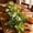 D, variant on Lpmadey 70.9" Artificial Green Ivy Garland – Faux Maple Leaf Vine with Buds, Flexible Greenery for Christmas Mantel, Fall Table Runner, Home Wall & Door Decor