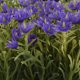 thumbnail image 4 of planta artificial decorativa con maceta blanca, 4 of 5