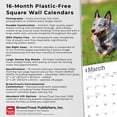 thumbnail image 6 of Blue Heelers | 2026 12x24" (Hanging) Square Wall Calendar | Plastic-Free, 6 of 9