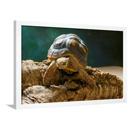 Red-footed tortoise (Chelonoidis carbonaria) on rock Framed Print Wall