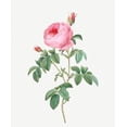 thumbnail image 2 of Redoute, Pierre Joseph 20x23 Gold Ornate Wood Framed with Double Matting Museum Art Print Titled - Burgundy Cabbage Rose, the Hundred-Leaves of Bordeaux, Rosa centifolia urgundiaca, 2 of 4