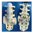 thumbnail image 2 of Human Lumbalis Skeleton Anatomy Model with Sacrum School Teaching Tool, 2 of 8