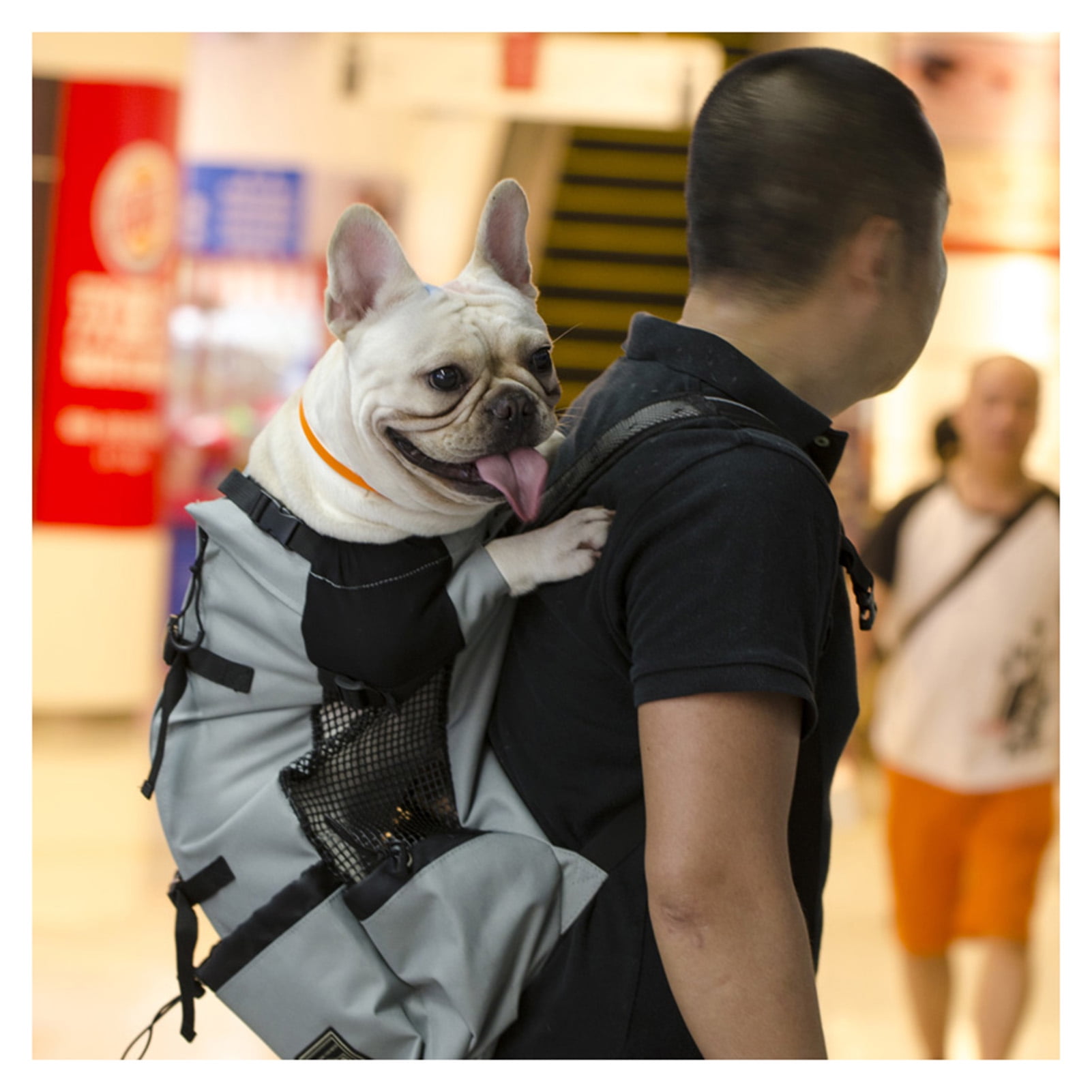 dog suspenders for boots