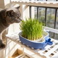 thumbnail image 4 of AuroraX Cat Grass Planter Hydroponic Cat Grass Kit Indoor Whales Shaped Cute No Mess Pet Supplies, 4 of 6