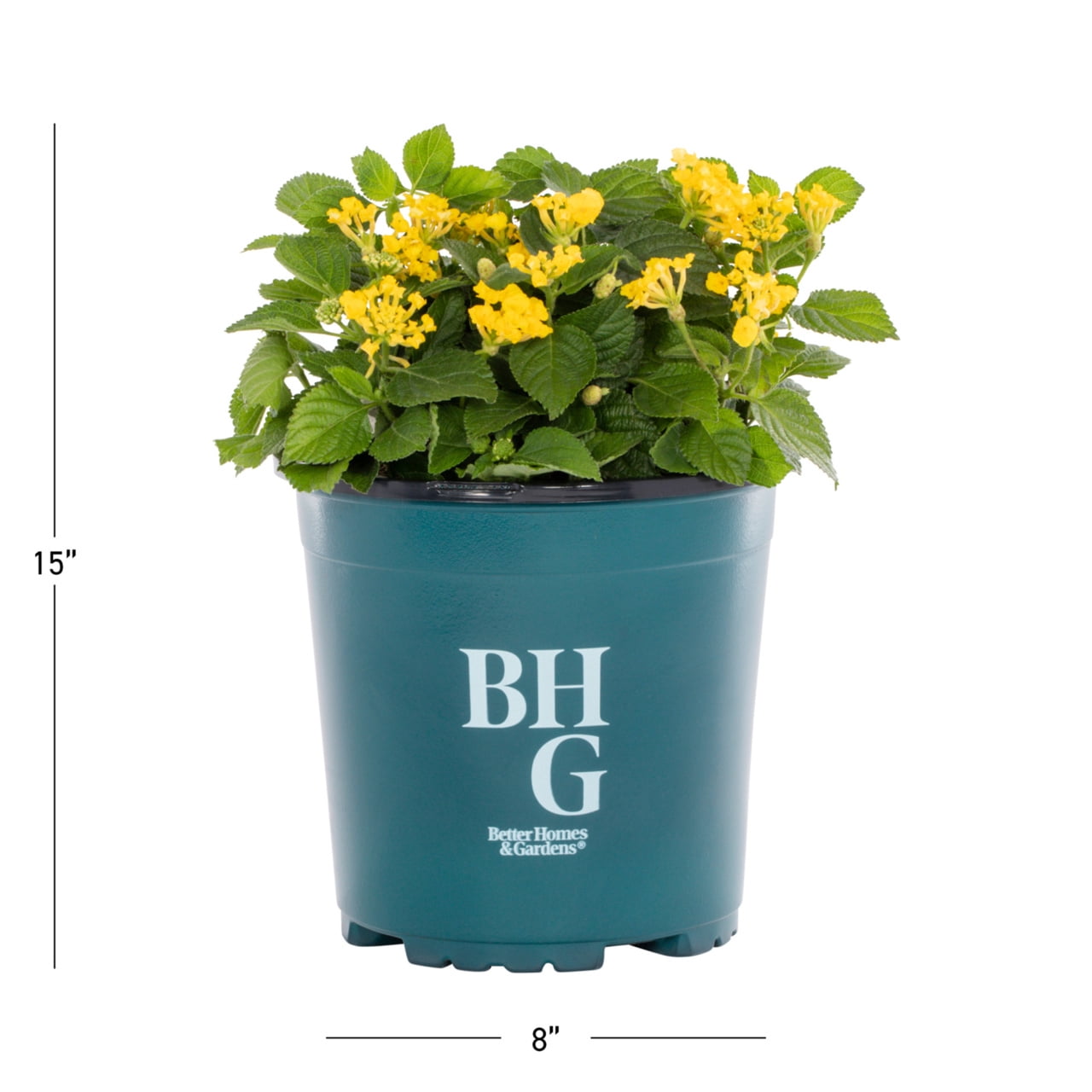 Expert Gardener 2QT Lantana Yellow Live Annual Plant Sun 3-Pack