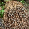 Pataua oil