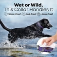 thumbnail image 6 of Regal Dog Products Small Purple Dog Collar with Heavy Duty Double Buckle & D Ring | Vinyl Coated, Custom Fit, Adjustable Biothane Dog Collar | Chew Resistant Waterproof Collar for Dogs, 6 of 7