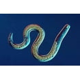 thumbnail image 4 of 5 Million Flea Killing Beneficial Nematodes - Ecomask - Easy Spray Formula, 4 of 4