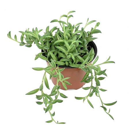 String of Bananas Succulents Live Plants 4 in Pot, Excellent for Basket Culture or Ground Cover