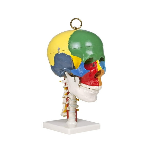 Isaac Technologies IC-B10243 Crâne Coloré 12 avec Colonne Cervicale - 3 Pcs Casquette de Crâne Amovible Outil Parfait pour l'Enseignement Professionnel et les Études Monté sur un Support