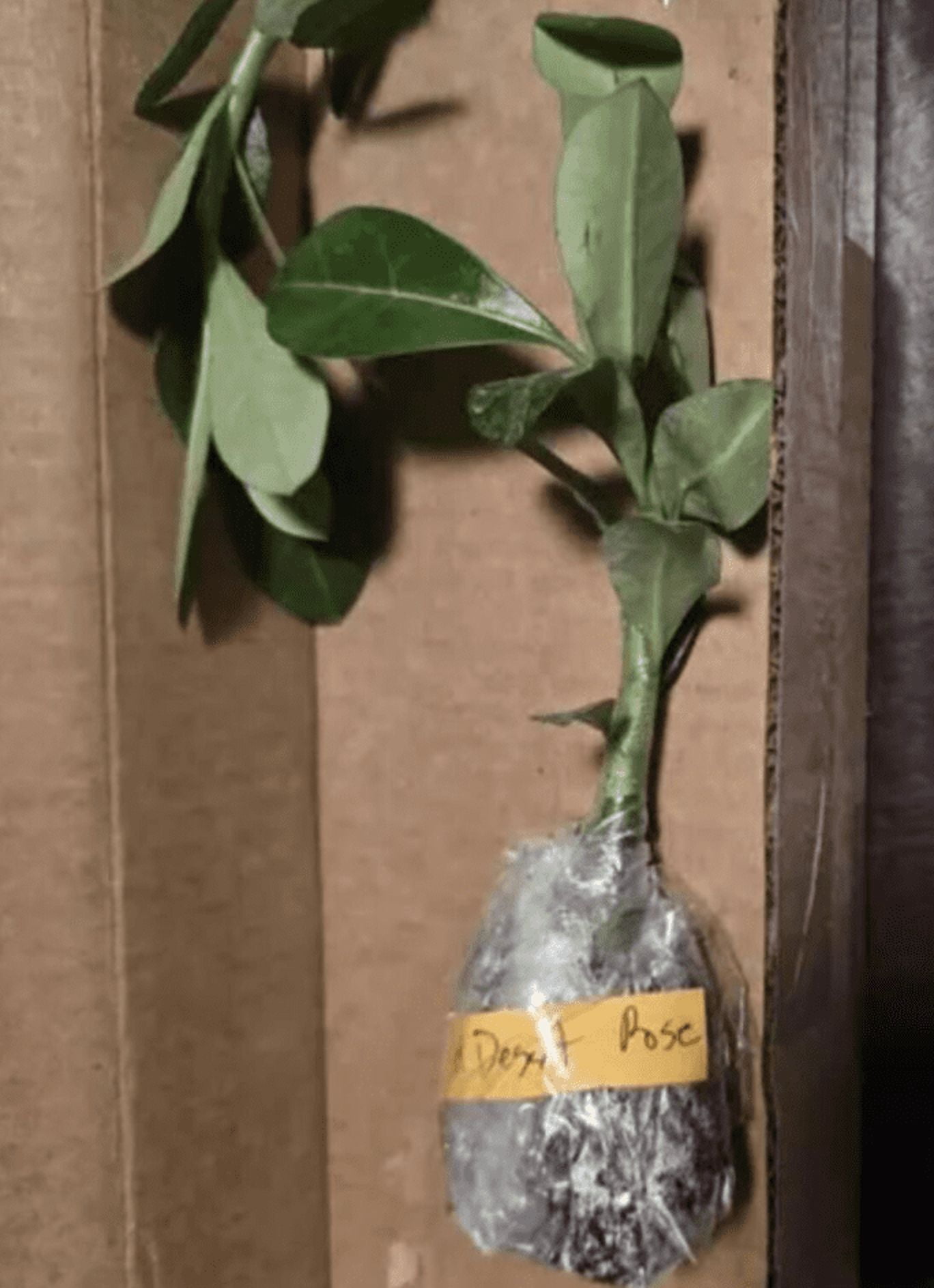 Red Desert Rose Live Plant, Adenium Succulent Starter for Indoor Outdoor Growing, 4–6 Inch Tall