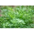 thumbnail image 3 of Bouquet Dill Seeds/ Annual/ Full Sun/ 320K Seeds 1 lb/ Zellajake Farm and Garden - B34, 3 of 6