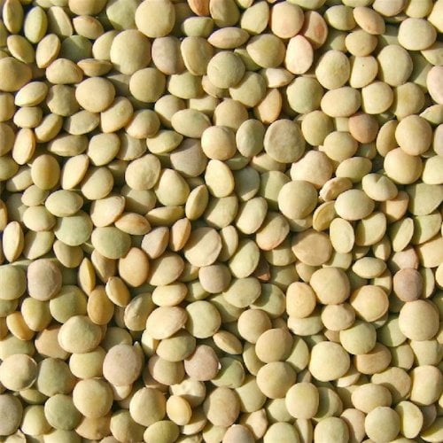 Bulk Peas and Beans Lentils Green 25 Lb. by