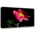 thumbnail image 1 of Tammy Putman 24x17 Gallery Wrapped Canvas Wall Art Titled - Pink Peony IV, 1 of 4