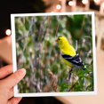 thumbnail image 7 of 3drose, Image of Yellow and White Gold Finch on Tree Branch, 12 Greeting Cards with Envelopes, 7 of 7