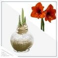 thumbnail image 5 of Snow Flecked Waxed Amaryllis Bulb - Glittering Gold - Easy Care - No Watering Needed! Beautiful Holiday Decor, 5 of 5