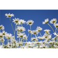 thumbnail image 1 of Daisies Poster Print, 18 x 12, 1 of 1