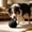 Black, variant on Durable Dog Tug Toy with Strap Handle Interactive Chew and Fetch Toy Boredom Relief & Training Accessory for Small to Medium Breeds Indoor and Outdoor Play