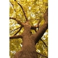 thumbnail image 2 of Millet, Karyn 17x24 Black Ornate Wood Framed with Double Matting Museum Art Print Titled - Up in the Trees II, 2 of 4