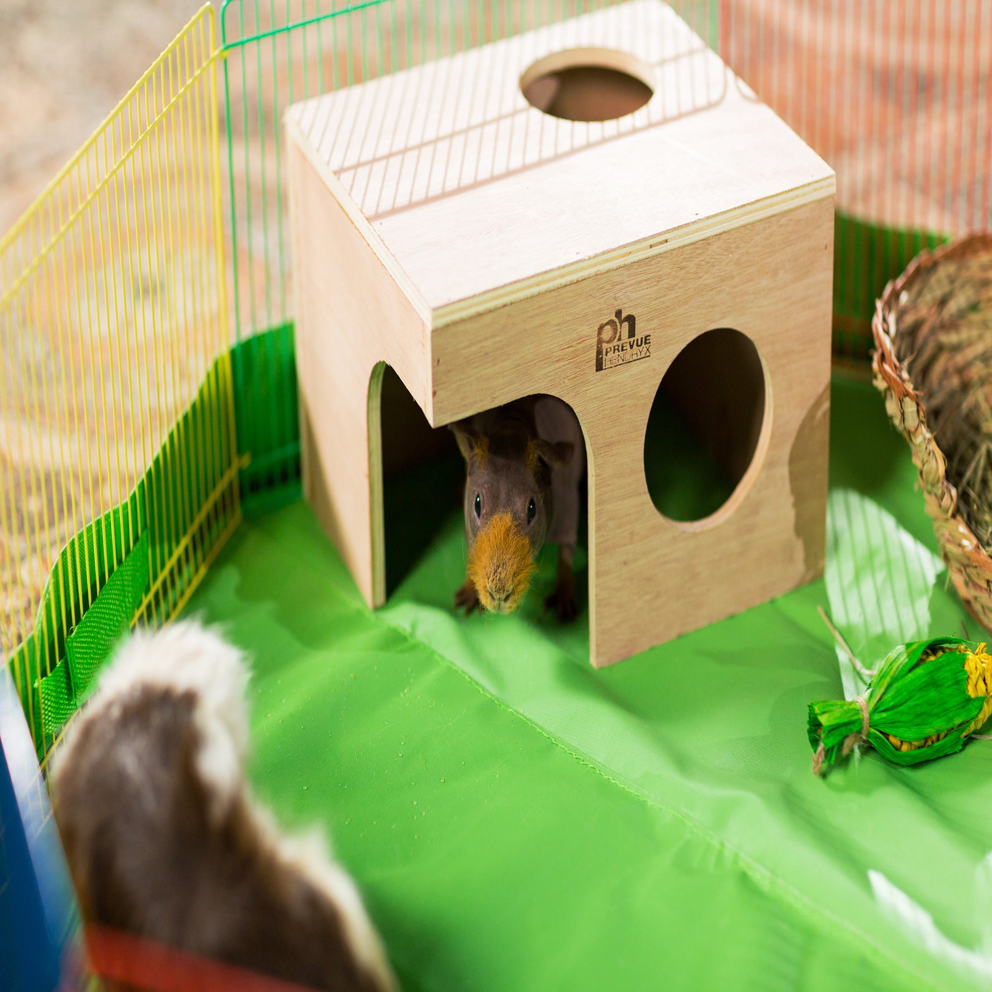 Prevue Pet Products Wood Guinea Pig Hut 10" Long, 8 3/8" Wide and 7" High.