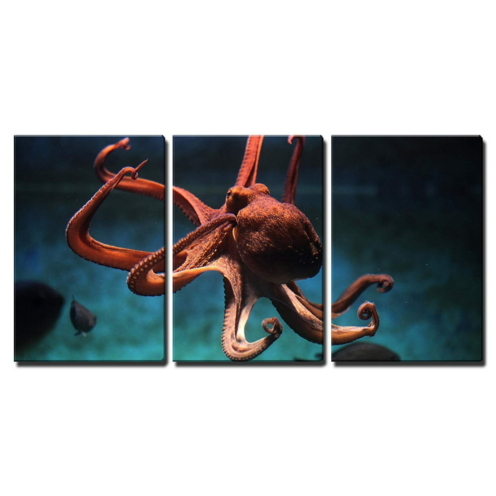 wall26 3 Piece Canvas Wall Art Common Octopus (Octopus Vulgaris