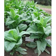 Virginia Gold Tobacco Seeds Semillas De Tabaco Virginia Gold - Nicotiana Tabacum, Aprox. 500 Semillas Semillas De Rosas Para Plantar