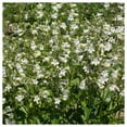 thumbnail image 2 of Everwilde Farms - 1 oz Foxglove Beardtongue Native Wildflower Seeds - Gold Vault Bulk Seed Packet, 2 of 3