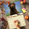 thumbnail image 6 of 2026 Chocolate Labrador Dog Wall Calendar 16-Month X-Large Size 14x22, Chocolate Lab Dog Calendar by The KING Company-Monster Calendars, 6 of 6