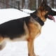 thumbnail image 3 of Collar de perro premium: forro de neopreno, collar de perro reflectante. MFZFUKR CPB-US-YY586-2, 3 of 5