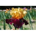 thumbnail image 3 of Blue Buddha Farm: Idol Bearded Iris - Easy to Grow Outdoor Perennial Plant, 3 of 4