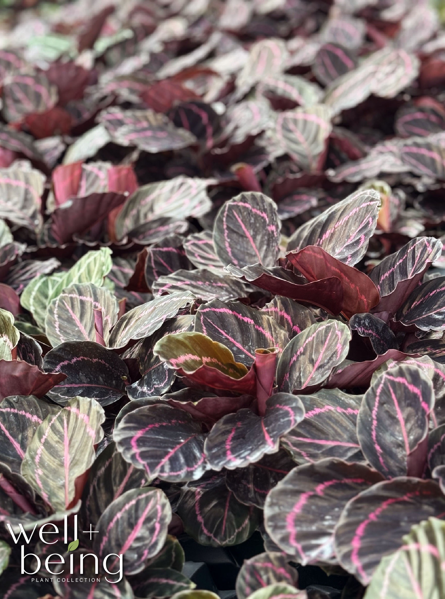 Nature’s Way Farms Calathea Dottie Indoor Live Plant (25-30in Tall) in Grower Pot