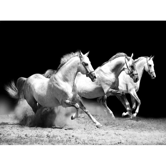 Ladole Rugs Canvas Wall Art Black and White Three Running Horse on the Field -30x40 cm Abstract Painting Pictures Print for Home Decoration