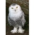 thumbnail image 2 of Snowy Owl Wall Mural by Wallmonkeys Peel and Stick Graphic (24 in H x 16 in W) WM331493, 2 of 4
