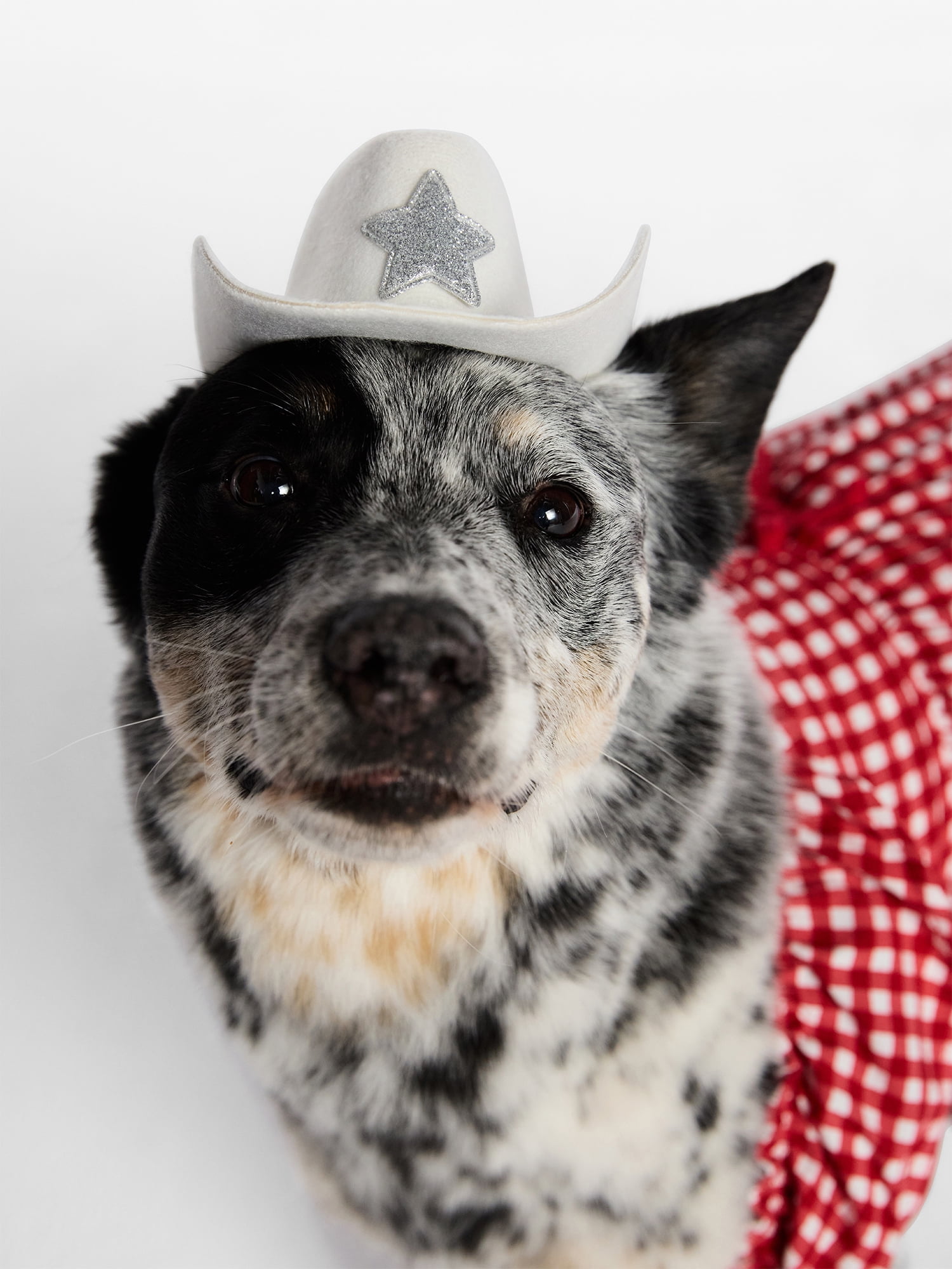 Kacey Lee Sparkle Star Dog Cowboy Hat, White, Size Medium/Large