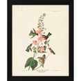 thumbnail image 2 of John James Audubon 20x24 Black Modern Wood Framed Wall Art Titled - Pl 425 Columbian Hummingbird, 2 of 6