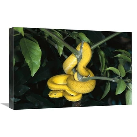 16 x 24 in. Vemonous Mcgregors Pit VIper Coiled in Tree, Native to the Philippines Art Print - San Diego Zoo