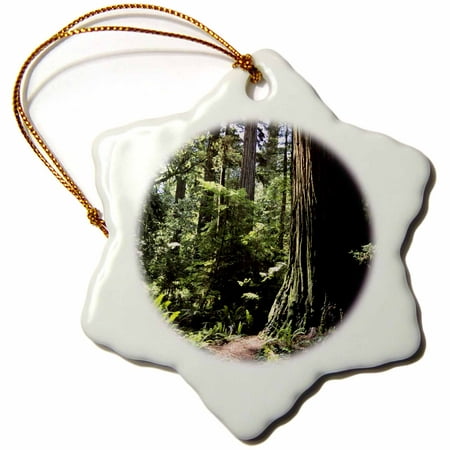 3dRose Redwood forest in Northern California - US05 DFR0200 - David R. Frazier - Snowflake Ornament, (Best Redwood Forest In California)