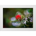 thumbnail image 1 of Peebles, Douglas 32x23 White Modern Wood Framed Museum Art Print Titled - Ohia-Lehua-Flower-Hawaii, 1 of 4