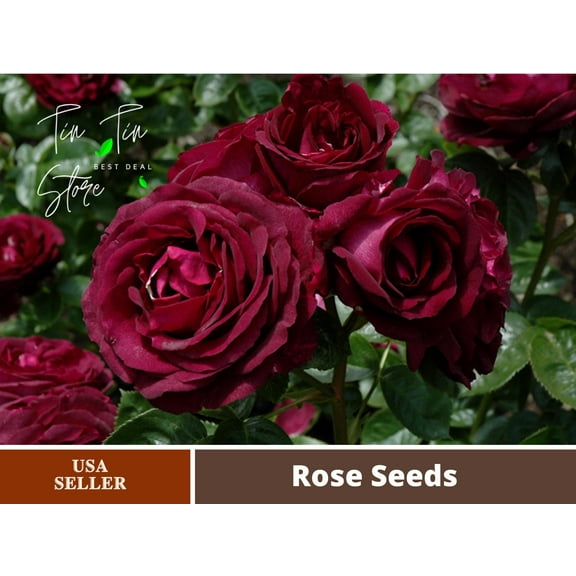 30pcs Rare Seed-Twilight Rose Seeds #1087-Authentic Seeds-Flowers-Seeds-Rose seeds-Herb seeds-Vegetable Seeds-Mix Seeds for Plant-B3G1